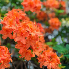 Orange Azalea Flower Seeds for Planting – Heirloom, Non-GMO, High Germination Organic Garden Seeds