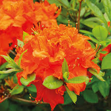 Orange Azalea Flower Seeds for Planting – Heirloom, Non-GMO, High Germination Organic Garden Seeds