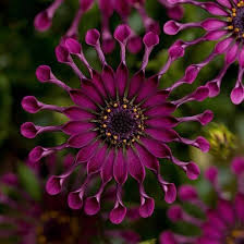 Chrysanthemum Power Spider Flower Seeds – Heirloom, Non-GMO, High Germination, Organic Garden Seeds for Bold Garden Planting