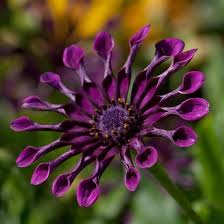 Chrysanthemum Power Spider Flower Seeds – Heirloom, Non-GMO, High Germination, Organic Garden Seeds for Bold Garden Planting