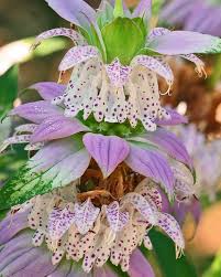 Monarda Punctata Purple Seeds – Organic, Heirloom, Non-GMO, High Germination Flower Seeds for Planting