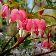 Pink Bleeding Heart Flower Seeds for Planting – Heirloom, Non-GMO, High Germination Organic Garden Seeds