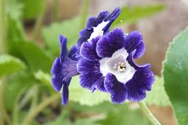 Blue Primula Auricula Seeds for Planting – Heirloom, Non-GMO, High Germination Organic Flower Seeds
