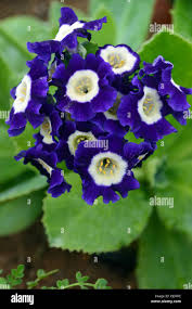 Blue Primula Auricula Seeds for Planting – Heirloom, Non-GMO, High Germination Organic Flower Seeds