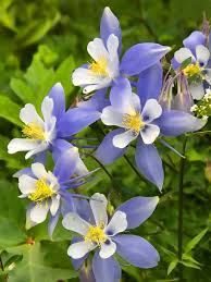 Heirloom Non-GMO Columbine Flower Seeds for Planting – Colorful Perennial Blooms – Organic Garden Seeds