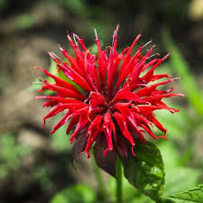 Beebalm Flower Seeds – Heirloom, Non-GMO, Organic Garden Seeds for Planting Fragrant Garden Blooms