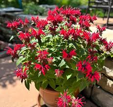 Beebalm Flower Seeds – Heirloom, Non-GMO, Organic Garden Seeds for Planting Fragrant Garden Blooms