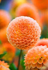 Echinops Orange Pink Seeds for Planting – Heirloom, Non-GMO Organic Garden Seeds, High Germination