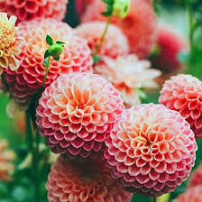 Echinops Orange Pink Seeds for Planting – Heirloom, Non-GMO Organic Garden Seeds, High Germination