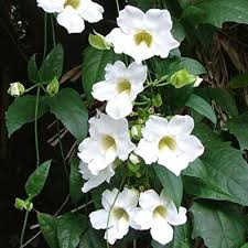 White Creeping Flower seeds for Planting - Drought Tolerant, Heirloom & GMO Free Seeds for Home Garden, 100pcs