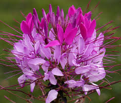 Purple Cleome Hasslerana Flower seeds for Planting - Compact Growth, Heirloom & GMO Free Seeds for Home Garden, 100pcs