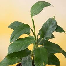 Green Philodendron Erubescens Plant Seeds – Heirloom, Non-GMO, High Germination