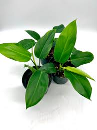 Green Philodendron Erubescens Plant Seeds – Heirloom, Non-GMO, High Germination
