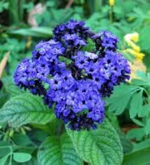 Blue Marine Flower Seeds for Planting – Organic, Heirloom, Non-GMO, High Germination Garden Seeds for Vibrant Blooms