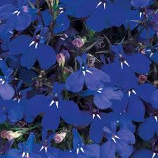 Blue Marine Flower Seeds for Planting – Organic, Heirloom, Non-GMO, High Germination Garden Seeds for Vibrant Blooms