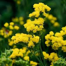 Yellow Statice Flower Seeds for Planting – Organic, Heirloom, Non-GMO Dried Flower Seeds with High Germination Rate