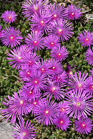 Purple Delosperma Flower Seeds for Planting – Organic, Heirloom, Non-GMO Succulent Seeds with High Germination Rate