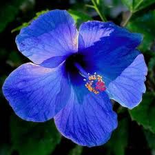 Hibiscus Dark Blue Flower Seeds for Planting – Heirloom, Non-GMO, High Germination Seeds for Beautiful Home Garden Blooms