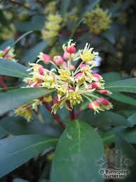 Drimys Lanceolata Flower Seeds for Planting – Organic, Heirloom, Non-GMO Herb Seeds with High Germination Rate