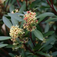 Drimys Lanceolata Flower Seeds for Planting – Organic, Heirloom, Non-GMO Herb Seeds with High Germination Rate