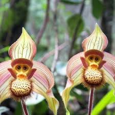 Monkey Orchids Flower Seeds for Planting – Pollinator Friendly, Heirloom, Non-GMO & High Germination Seeds