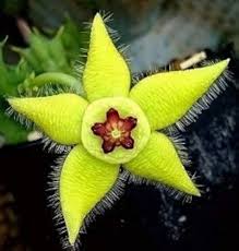 Stapelia Pulchella Seeds for Planting – Organic Heirloom Starfish Flower Seeds, Non-GMO, High Germination