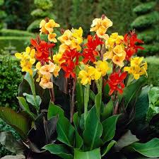 Perennial Canna Flower Seeds for Planting – Colorful Display, Heirloom, Non-GMO, High Germination Garden Seeds