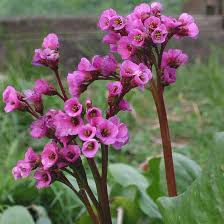 Pink Bergenia Flower Seeds for Planting – Heirloom, Non-GMO, High Germination Organic Garden Seeds