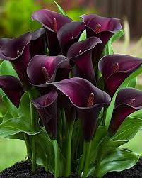 Deep Purple Calla Flower Seeds for Planting – Heirloom, Non-GMO, High Germination Organic Garden Seeds