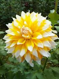 Lemon Pie Dahlia Flower Seeds for Planting - Heirloom, Non-GMO, High Germination Organic Garden Seeds