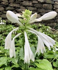 Hosta Plantain Flower Seeds for Planting - Heirloom, Non-GMO, High Germination Organic Garden Seeds