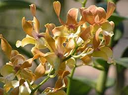 Brown Dendrobium Flower Seeds for Planting – Heirloom, Non-GMO, Organic Garden Seeds