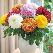 Chrysanthemum Seeds – Heirloom, Non-GMO, Drought Tolerant