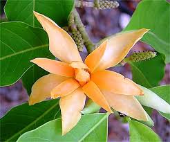 Heirloom Magnoliaceae Flower Seeds – Non-GMO, High Germination Organic Garden Seeds