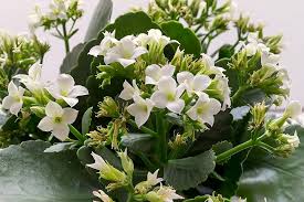 White Kalanchoe Flower Seeds for Planting – Heirloom, Non-GMO, High Germination Organic Garden Seeds