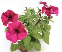 Heirloom Petunia Bordeaux Flower Seeds for Planting – Non-GMO, Drought Tolerant Organic Garden Seeds
