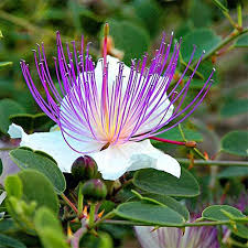 Purple Caper Bush Flower Seeds for Planting Heirloom Non-GMO High Germination Organic Garden Seeds