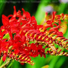 Crocosmia Lucifer Flower Seeds – Heirloom, Non-GMO, Border-Perfect Organic Garden Seeds for Planting