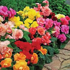 Tuberous Begonias Flower  Seeds for Planting – Heirloom, Non-GMO, High Germination Garden Seeds