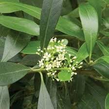 Ilex Paraguayensis Flower Seeds for Planting | Heirloom Non-GMO High Germination Organic Garden Seeds