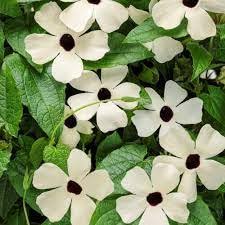 White Thunbergia Flower Seeds for Planting | Heirloom Non-GMO High Germination