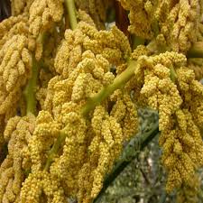 Heirloom Trachycarpus Flower Seeds for Planting – Seasonal Bloomer, Non-GMO, High Germination Organic Garden Seeds