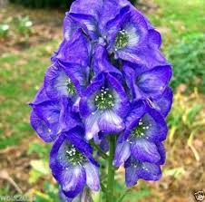 Eisenhut Flower Seeds for Planting – Heirloom, Non-GMO, High Germination Organic Garden Seeds