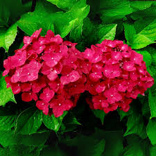 Burgundy Hydrangea Flower Seeds for Planting – Heirloom, Non-GMO, Fragrant Organic Garden Seeds