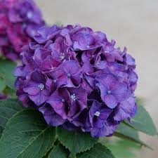 Purple & Dark Blue Hydrangea Flower Seeds for Planting – Heirloom, Non-GMO, High Germination Organic Garden Seeds