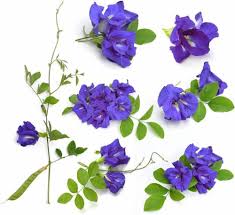 Blue Sweet Pea Flower Seeds for Planting – Non-GMO, Heirloom Cottage Garden Organic Seeds