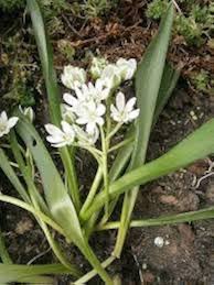 Scilla Siberica Flower Seeds for Planting – Colorful Display, Heirloom, Non-GMO, High Germination