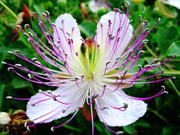 Capers Flower Seeds for Planting | Perfect for Borders | Heirloom Non-GMO High Germination Seeds