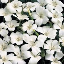 Agrostemma Ocean Pearl Flower Seeds for Planting – Garden Favorite, Heirloom, Non-GMO, High Germination