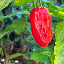 Vegetable Seeds,Garden seeds, Seeds For Planting,Plant Seeds